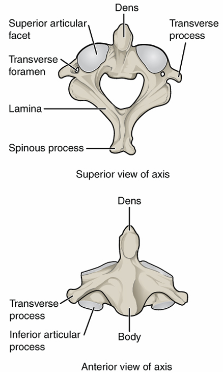 <p>name- C2 or axis</p><p>shape- has a bone that protrudes up into atlas</p>
