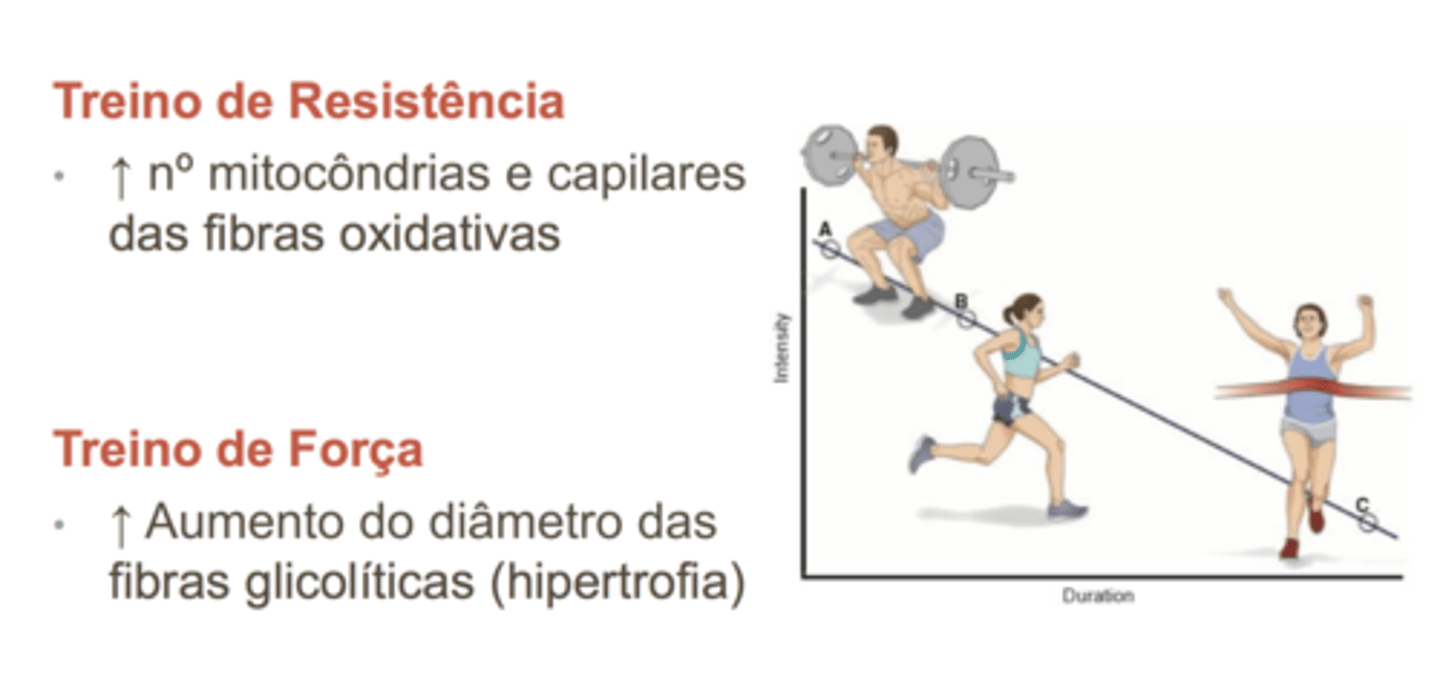 <p>hiperplasia -- podem causar hiperplasia muscular</p>