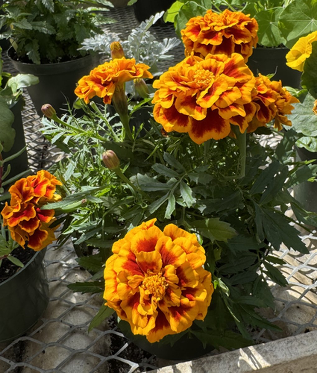 <p>What is the common name for this plant?</p>