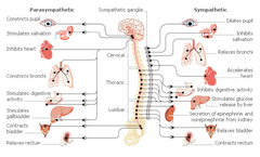 <p>study of the function of the body- how the body parts work together</p>