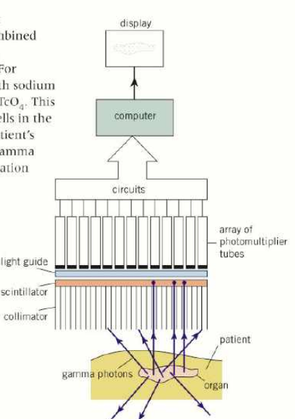 <ul><li><p>photons travel towards collinator (honeycomb of long thin lead tubes)</p></li><li><p>collinator only lets gamma photons through along the axis of the tubes</p></li><li><p>the photons then reach the scintillator crystal (NaI)</p></li><li><p>when one gamma photon strikes the scintillator thousands of visible light photons are produced</p></li><li><p>10% of photon energy converted to light energy</p></li><li><p>visible light photons travel into photomultiplier tubes, in hexagonal pattern</p></li><li><p>for each light photon that hits the cathode, electron is released through photoelectric effect</p></li><li><p>electron is accelerated repeatedly towards anodes, releasing 2-4 electrons each time</p></li><li><p>repeats until electrical pulse formed, representing 1 pixel</p></li><li><p>software is used to process electrical signals and determine where the tracer decayed or something which produces a high quality image showing concentrations</p></li></ul><p></p>