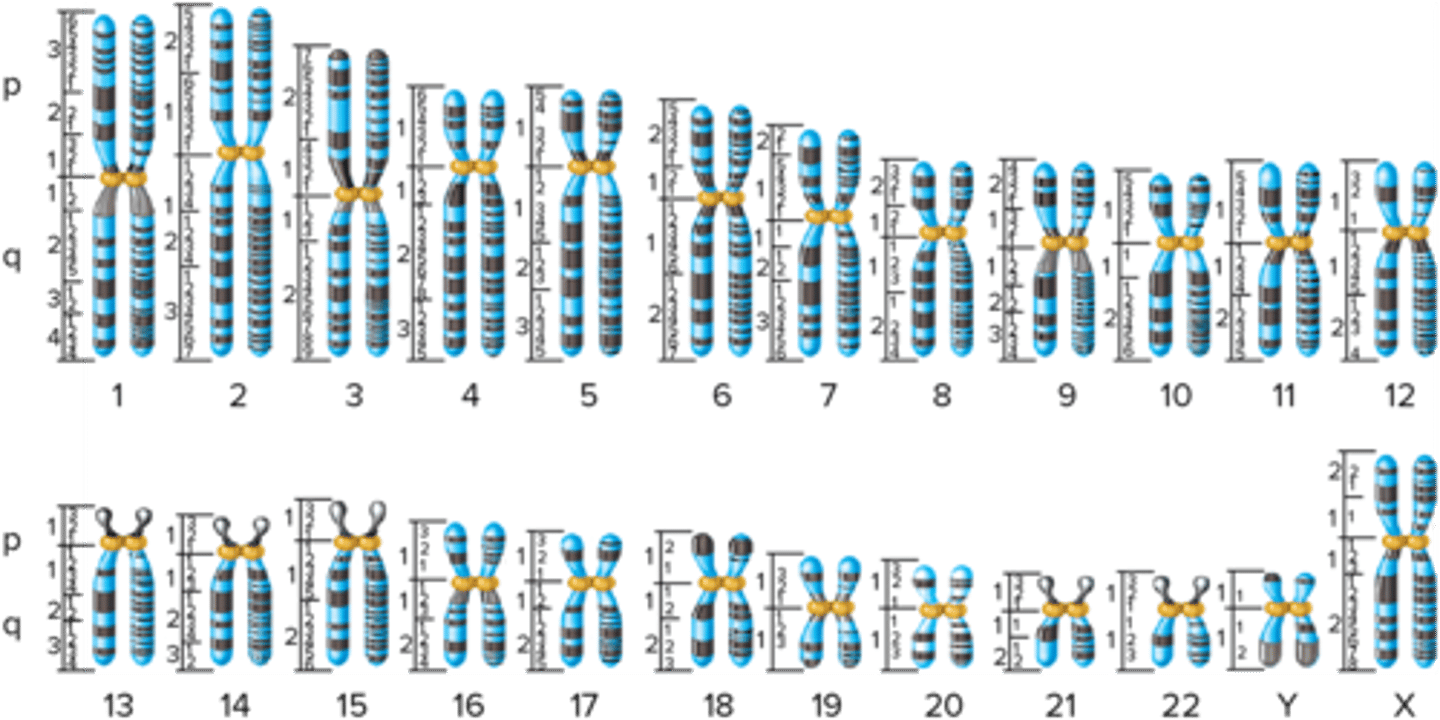 <p>The chromosomal banding pattern that is observed when the chromosomes have been treated with the stain called Giemsa.</p>