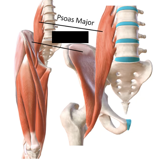 <p>A muscle located in the iliac fossa, originating from the iliac crest and inserting into the lesser trochanter of the femur.</p>