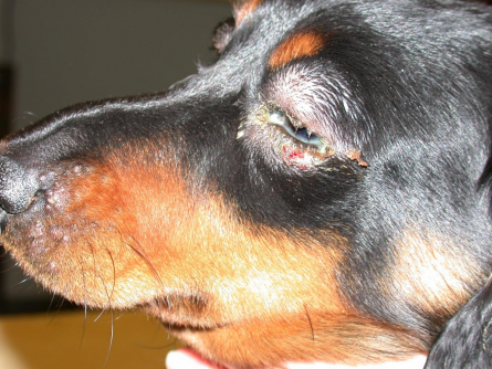 <p><span>Canine Juvenile Cellulitis (Puppy Strangles)</span></p>