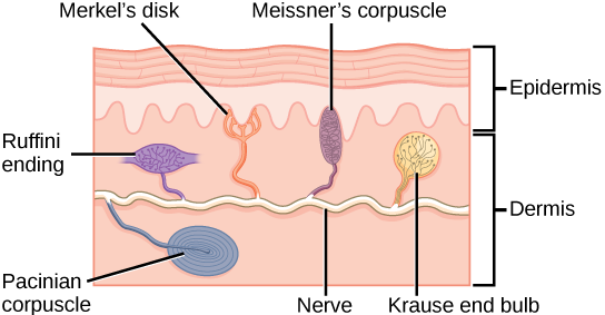 <ul><li><p>Fine touch and pressure</p></li><li><p>High % in hairless areas</p></li></ul><p></p>