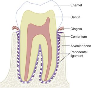 <p>Periodontal ligament (PDL)</p>