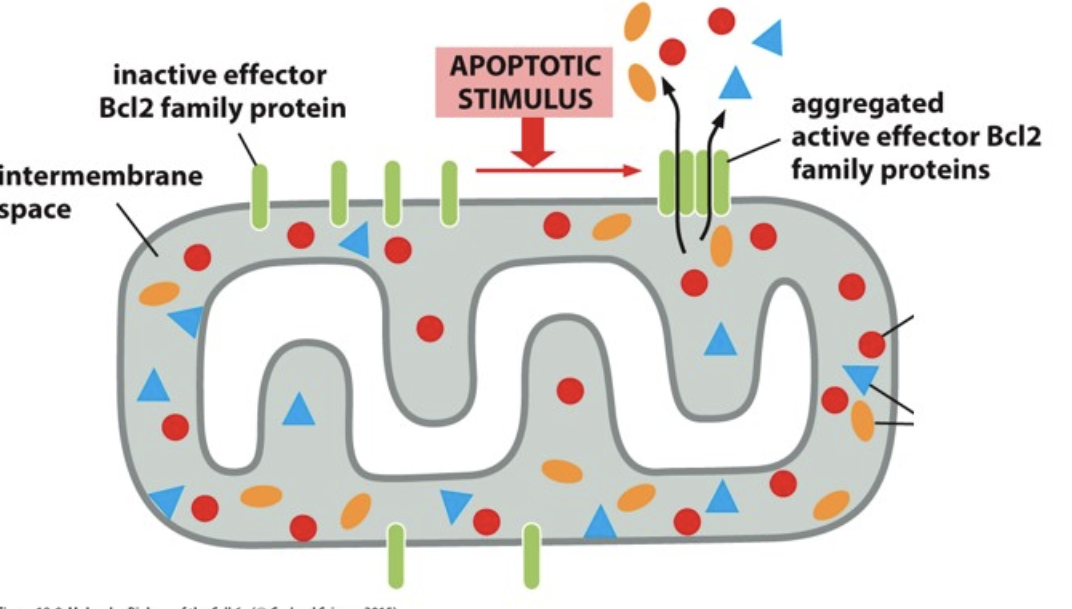 What are the red circles being released by the mitochondria in the image below?