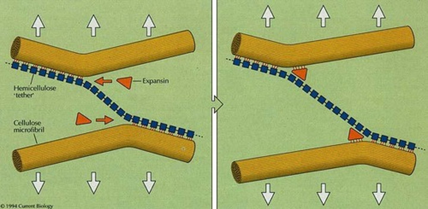 <p>Proteins that disrupt hydrogen bonds in cell walls.</p>