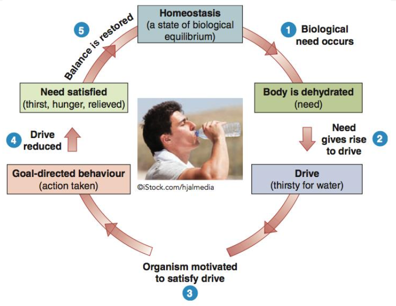 <ul><li><p>Physiological need creates an aroused state that drives us to reduce that need </p></li><li><p>We are motivated to restore balance or equilibrium - homeostasis </p></li><li><p>Pushed by biological, inborn needs (similar to instinct)</p></li><li><p>Pulled by incentives in environment </p></li></ul><p></p>