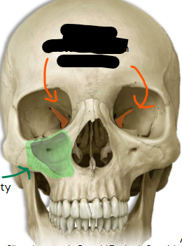 <p>name the pathway </p>