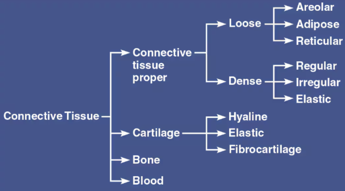 <p><code>Connective Tissue</code></p><ol><li><p><strong>Cells</strong></p><ul><li><p>Chondrocytes (-blast, clasts)</p></li></ul></li><li><p><strong>Matrix</strong></p><ul><li><p>Fibers → Collagenous or elastic</p></li><li><p>ground substances → Chondromucoprotein (rigid…semisolid)</p></li></ul></li></ol><p></p>