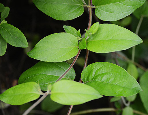 <p>honeysuckle, Lonicera spp., Caprifoliaceae</p>