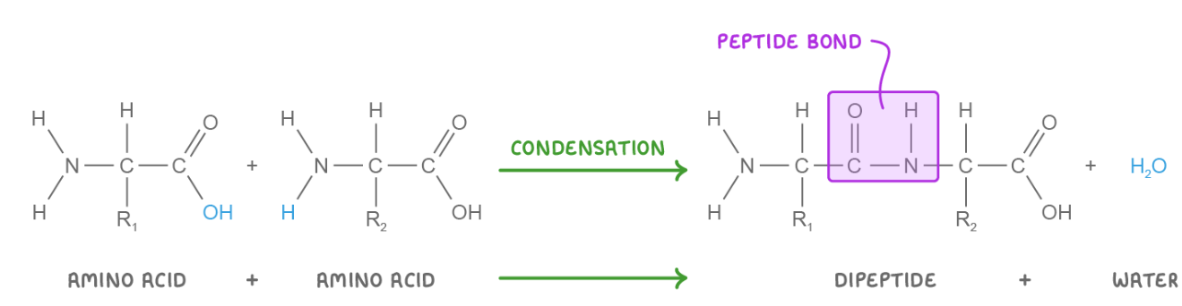 <p>When 2 amino acids join, the OH in the carboxyl group reacts with the H in the amine group of another amino acid. This releases water and forms a peptide bond (between the carbon of one amino acid and the nitrogen of another).</p>