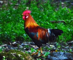 <ul><li><p>Yellow-red plumage </p></li><li><p>Black wing and tail feathers </p></li><li><p>Single comb and red earlobes </p></li><li><p>Shank are slate in colored </p></li><li><p>1.7 to 2.0 kg Rooster | 1.5-1.8 Kg Hens</p></li></ul><p></p>