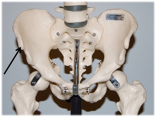 Name this specific part of the pelvic bone.