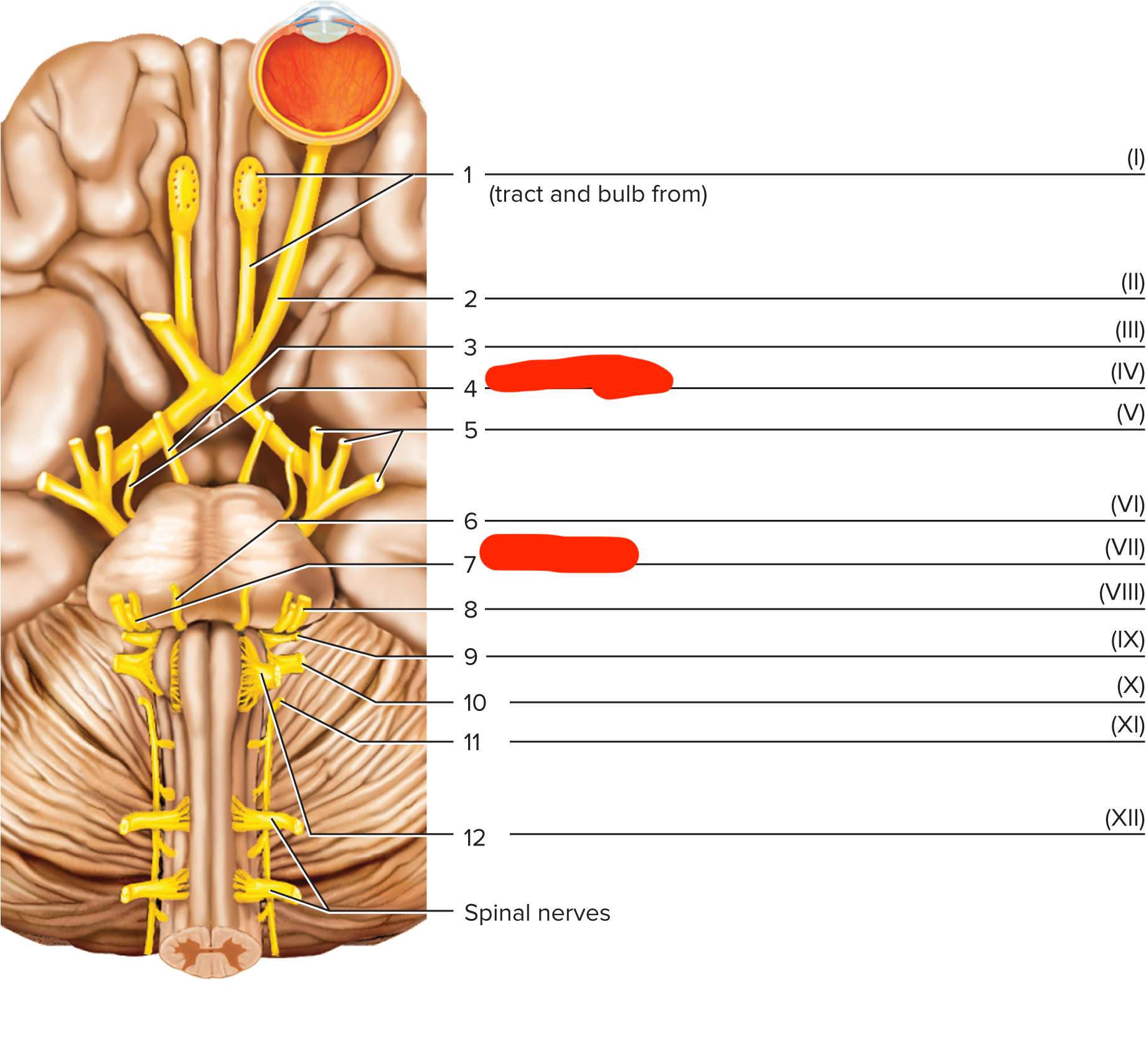 <p>Olfactory nerve</p>