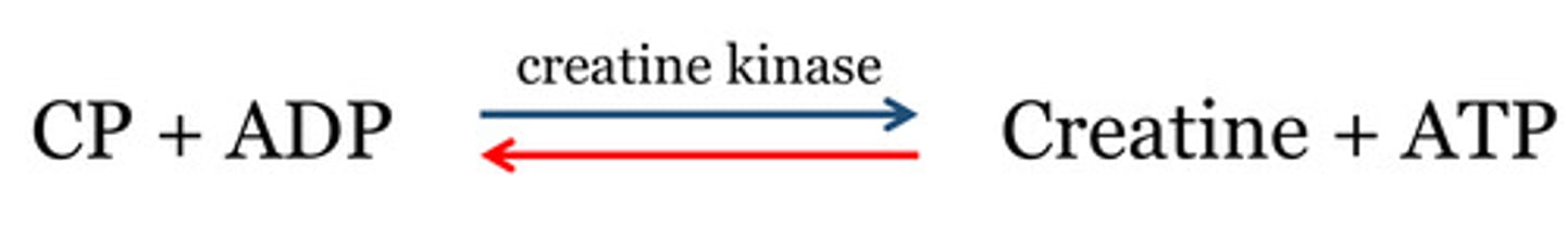 <p>The enzymatic reaction catalyzed by the creatine kinase<br><br>THIS REACTION IS REVERSIBLE<br><br>(Creatine phosphate gets broken down by creatine kinase with ADP to create ATP to create ATP = More energy)</p>