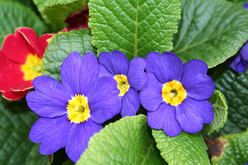 <p>(angiosperm) flower parts in multiples of 4 or 5, megaphylls with netted veins, two cotyledons in the seed</p>