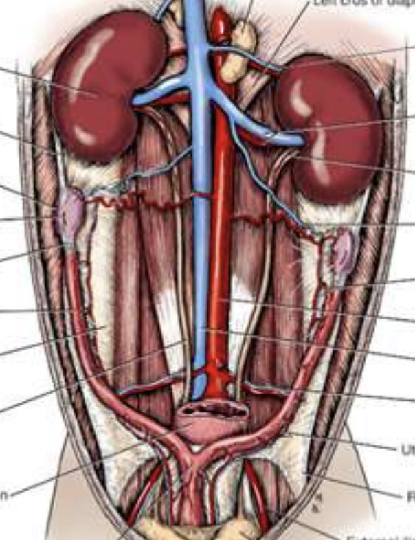 <p>surgical anatomy of kidney</p>