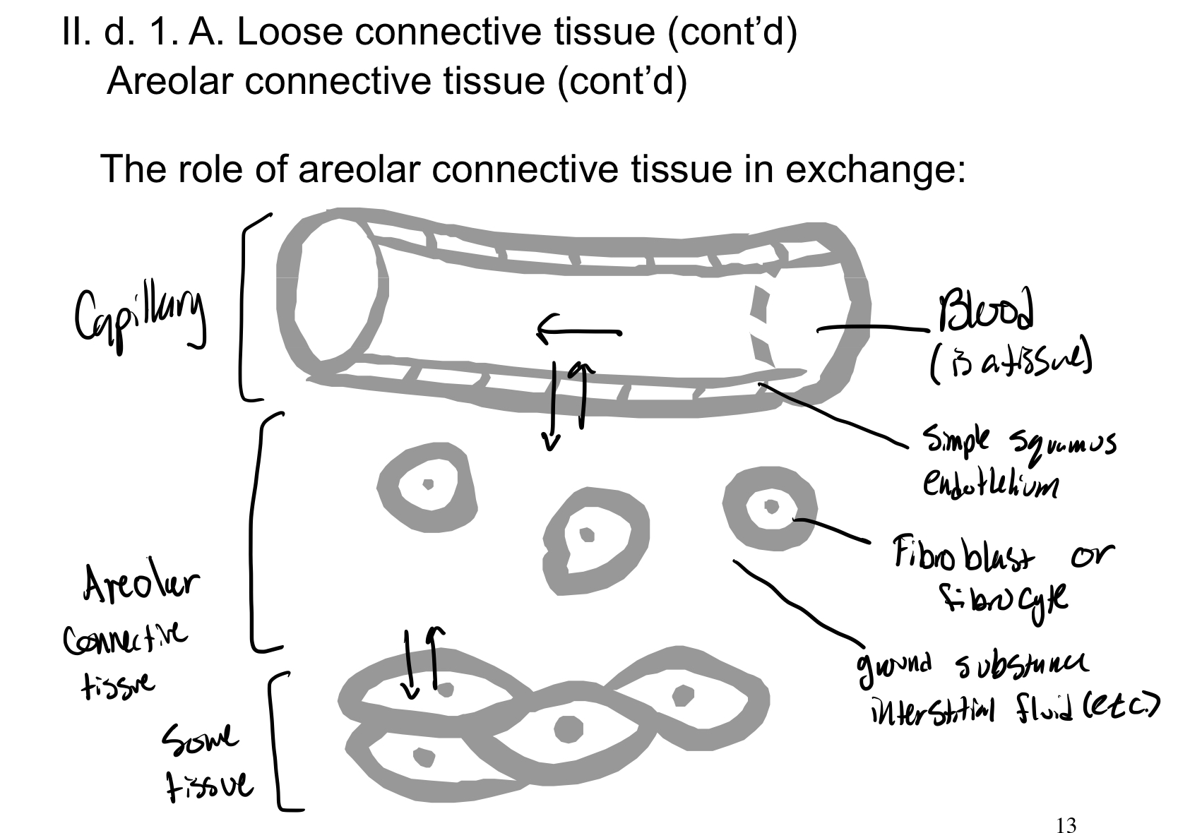 Connective tissue proper: areolar