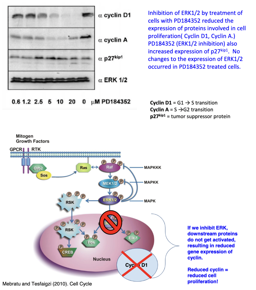 PD184352 is an inhibitor of ERK1/2 (think: Ras-ERK pathway) → if we inhibit ERK, downstream proteins do not get activated, resulting in reduced gene expression of cyclin

\
Inhibition of ERK1/2 by treatment of cells with PD184352 reduced the expression of proteins involved in cell proliferation (Cyclin D1, Cyclin A) PD184352 (ERK1/2 inhibition) also increased expression of p27kip1. No changes to the expression of ERK1/2 occurred in PD184352 treated cells

\
Cyclin D1 = G1→S transition

Cyclin A = S→G2 transition

p27kip1 = tumor supressor protein