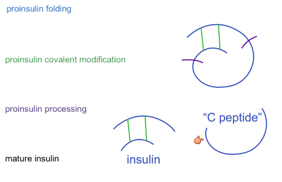 <p>Folded → disulfide bridges → cleavage into insulin and C peptide (non functional but can be measured)</p>