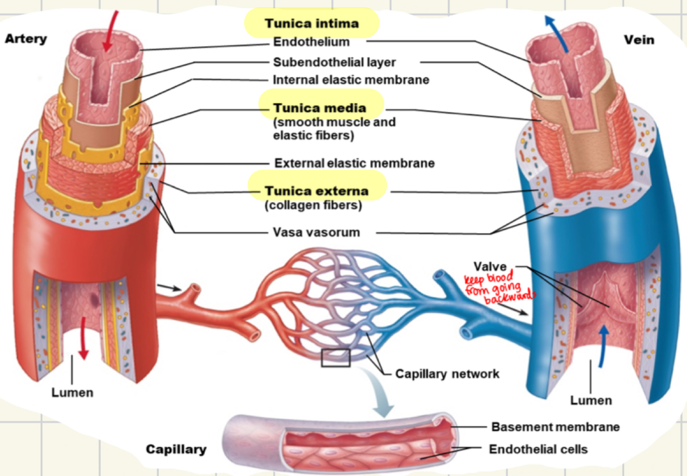 <p>tunica intema, media and externa; lumen is the hole in the middle where blood goes</p>