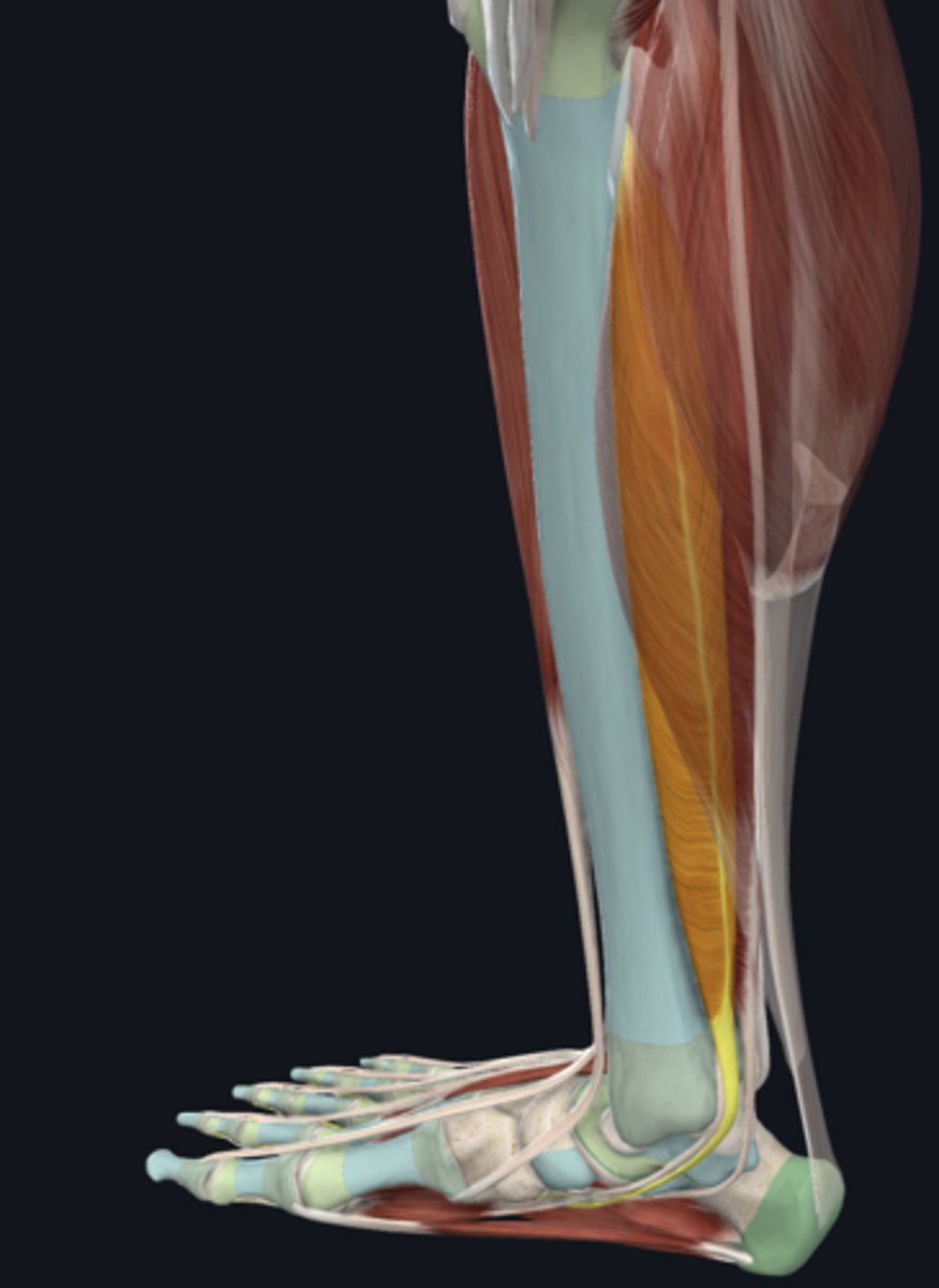 <p>tendon in tarsal tunnel</p>