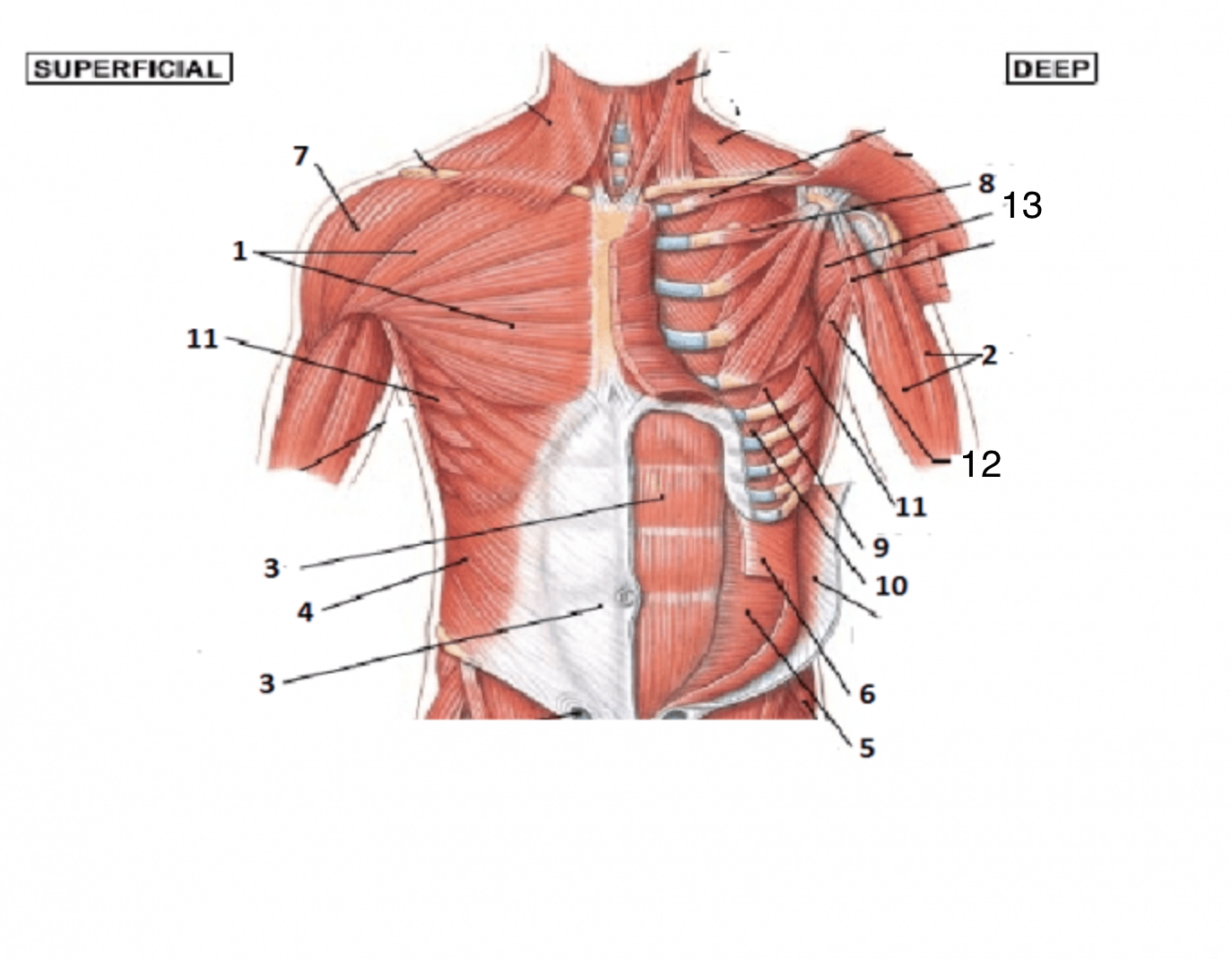 <p>12</p>