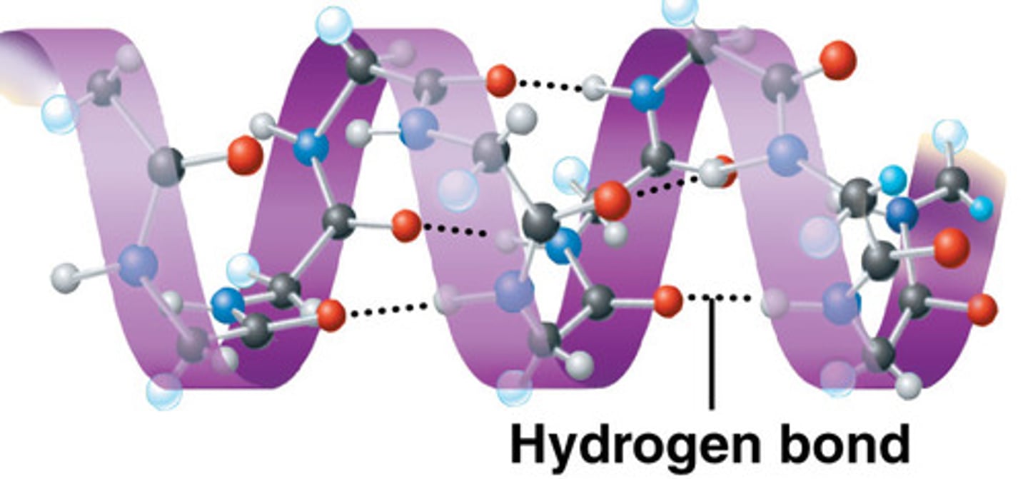 <p>-3.6 amino acid per turn of helix<br>- basis of fibrous polymers<br>- discovered by Linus Pauling</p>