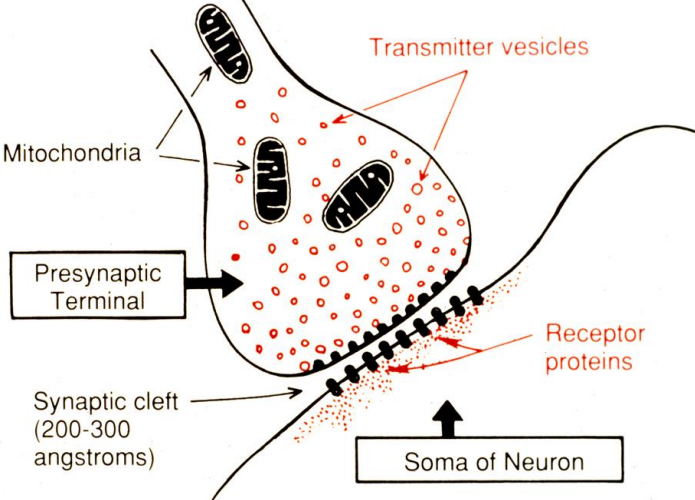 <p>Synaptic cleft</p>