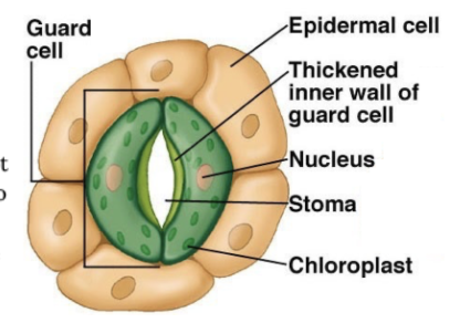 \
* small pores, typically on the undersides of leaves that are open or closed under the control of guard cells which facilitate the exchange of oxygen (waste product of photosynthesis) and carbon dioxide (for photosynthesis). Their open and closure can be moderated by plant to reduce water loss