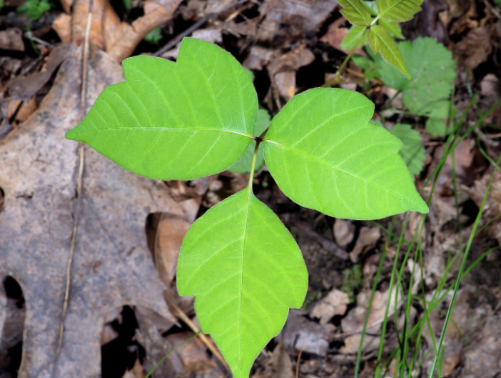 <p>Anacardiaceae </p><p>Toxicodendron radicans </p>
