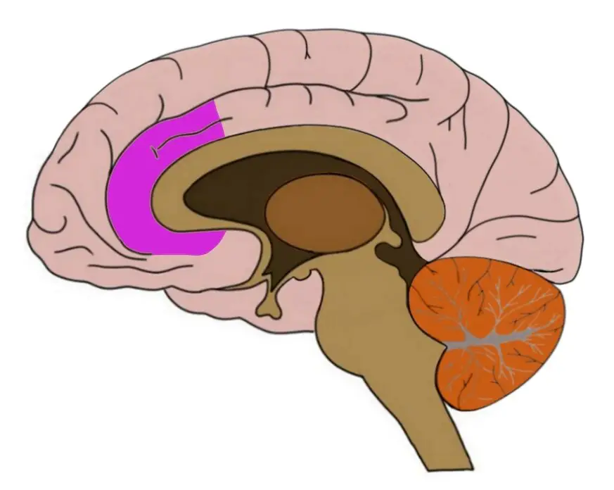 <p>Anterior Cingulate Cortex (ACC)</p>