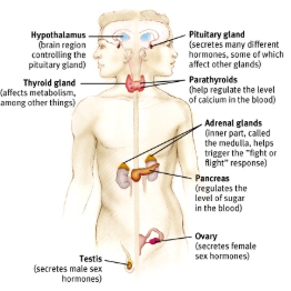 <p>a system of glands that secrete hormones into the bloodstream</p><p>controlled by the hypothalamus</p><p>similar to nervous system, except hormones work a lot slower than neurotransmitters</p><p>the body’s “slow” chemical communication system. Communication is carried out by hormones synthesized by a set of glands</p>