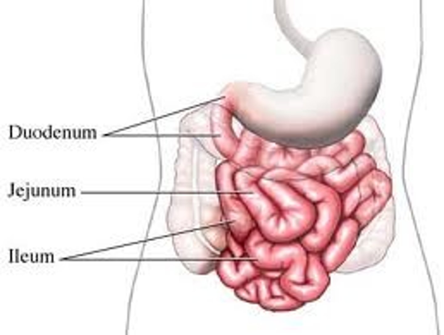 <p>(1) Duodenum -&gt; Area of nutrient absorption when chyme initially enters through here<br>(2) Jejunum<br>(3) Ileum</p>
