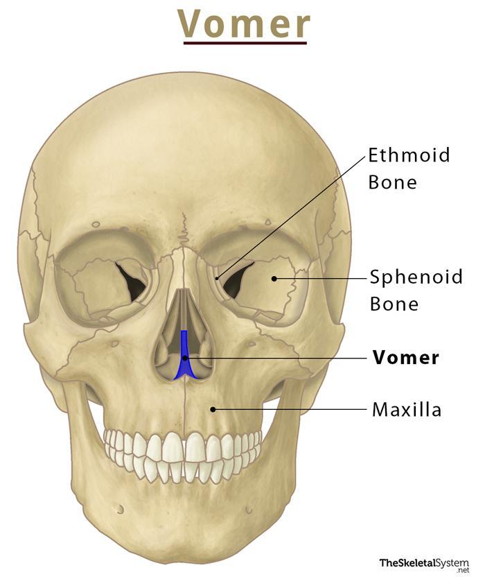 <p>Plow-shaped facial bone that lies in the nasal cavity which forms the nasal septum</p>