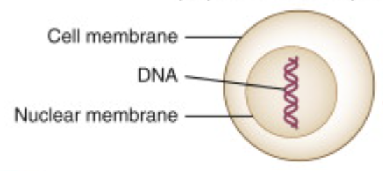 <p>basically normal, it has the regular number of organelles needed to function, no dupllicates, chromosomes are decondensed </p>