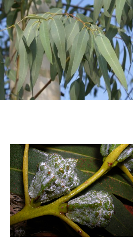 <p>dark shiny green, opposite, 6-14 inch</p>