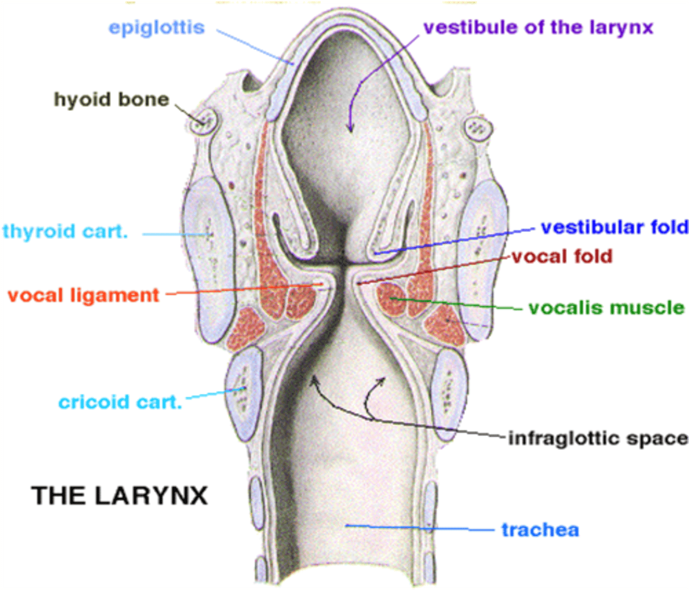 <p>Infraglottic cavity</p>