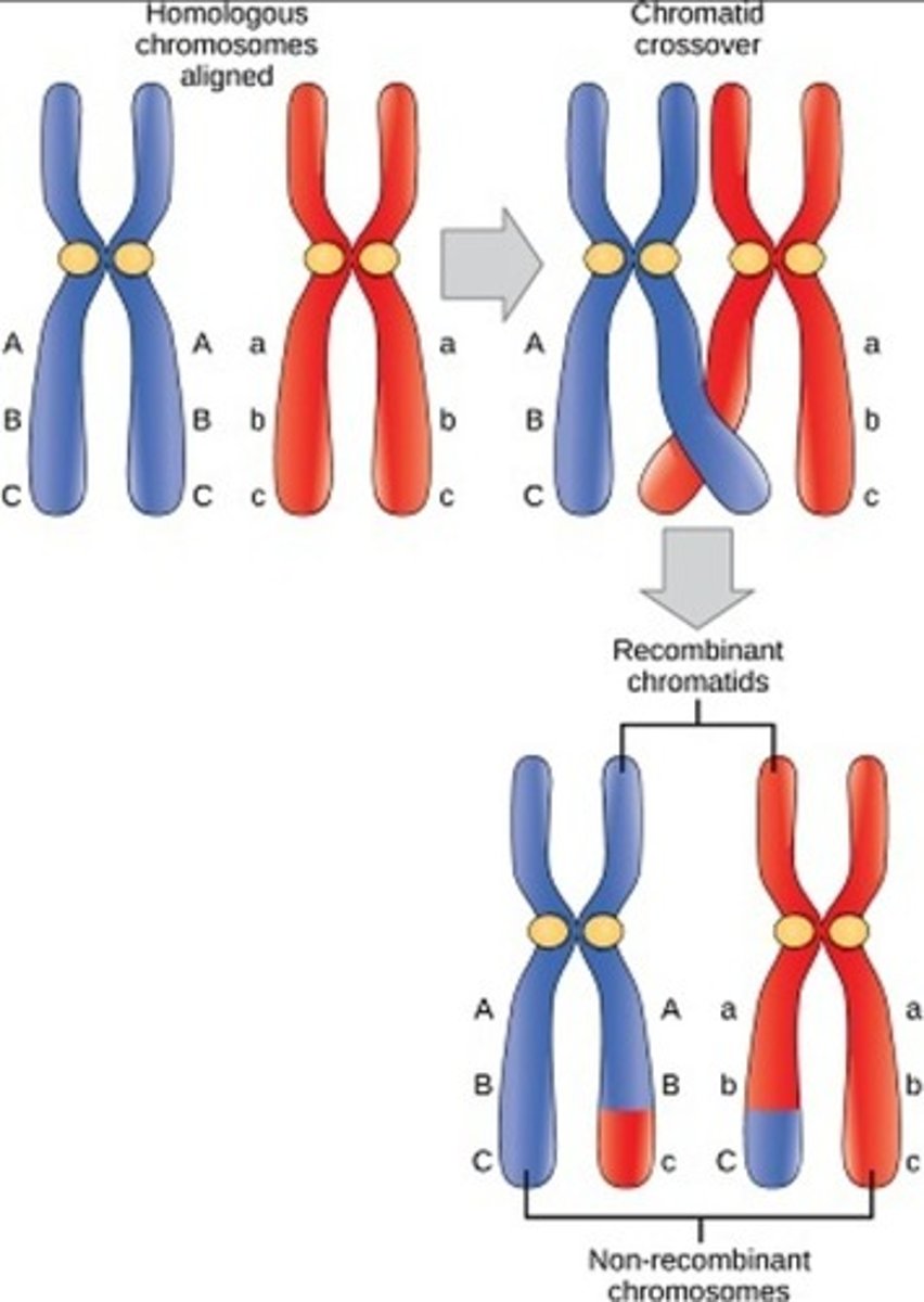 <p>Variation in Meiosis (Crossing over) (2)</p>