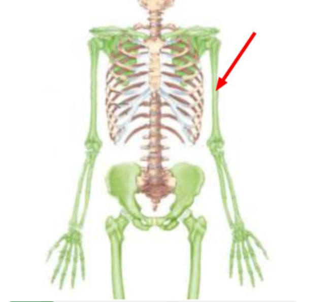 the_____is the bone indicated by the red arrow in the figure.