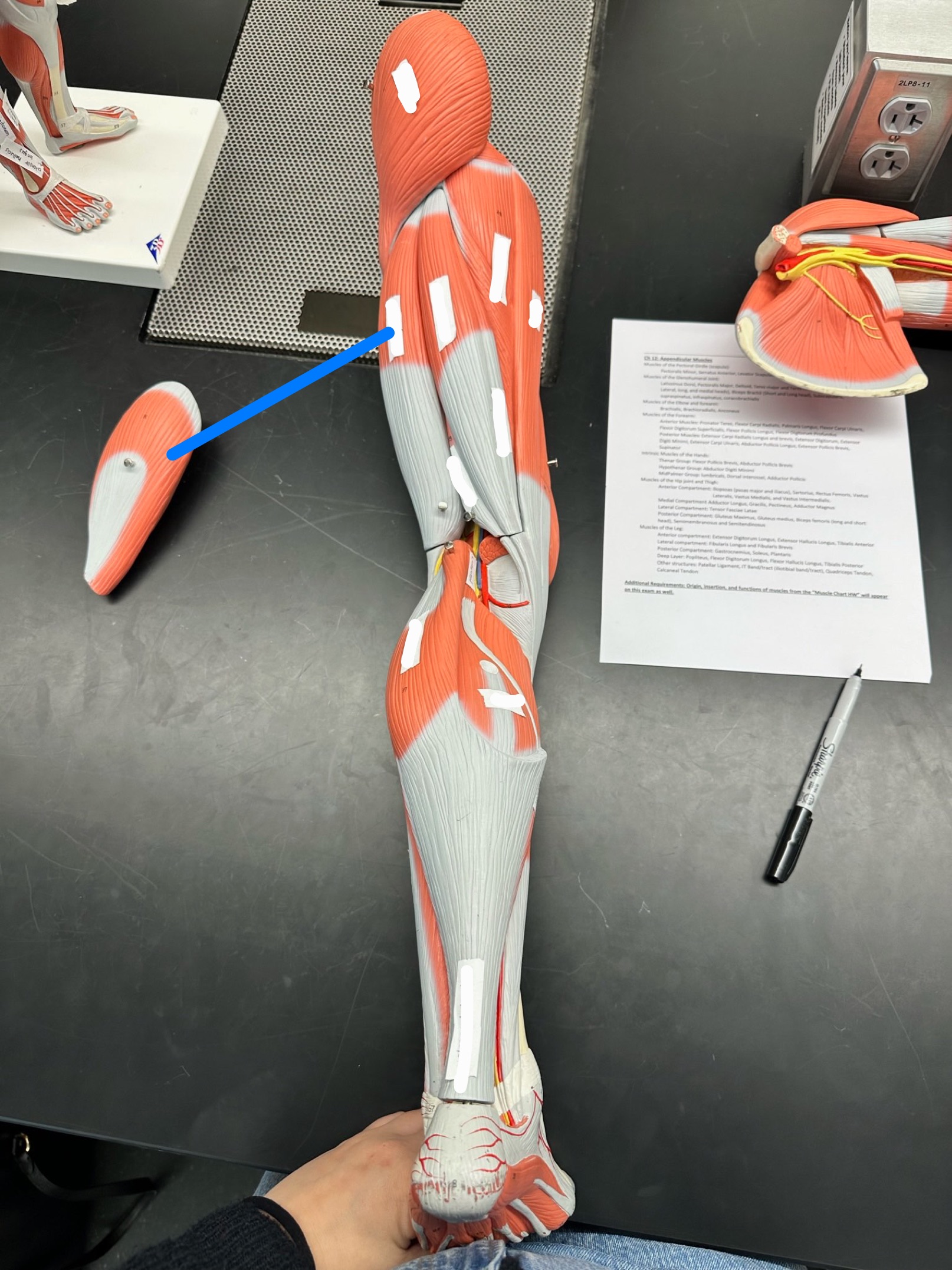 <p>ID muscle</p>