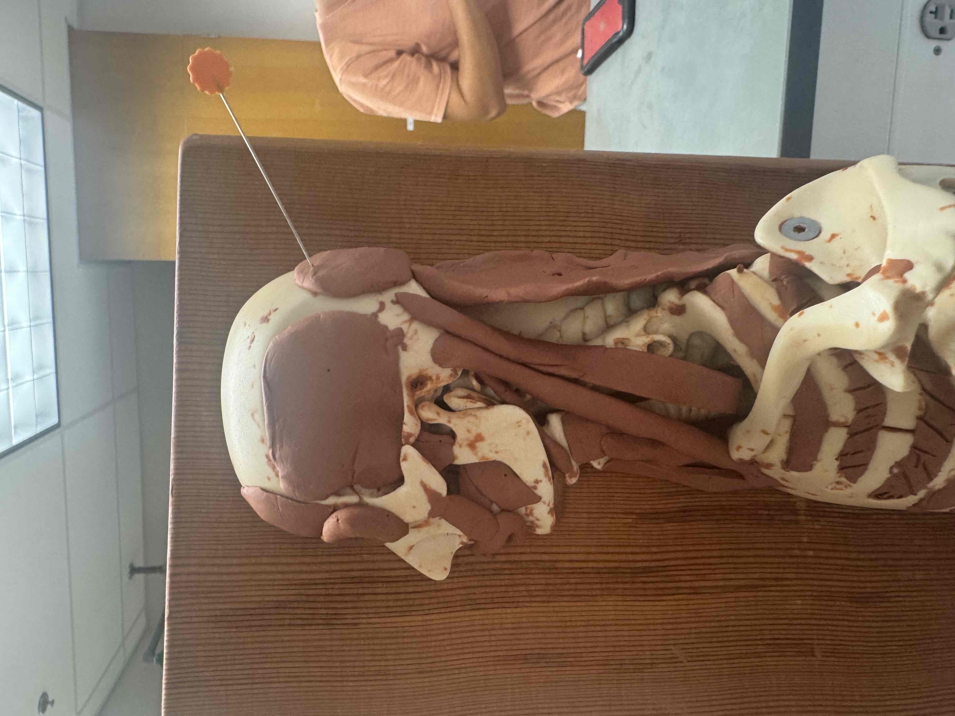 <p>origin occipital bone, insertion epicranial aponeurosis, action retracts scalp <br></p>