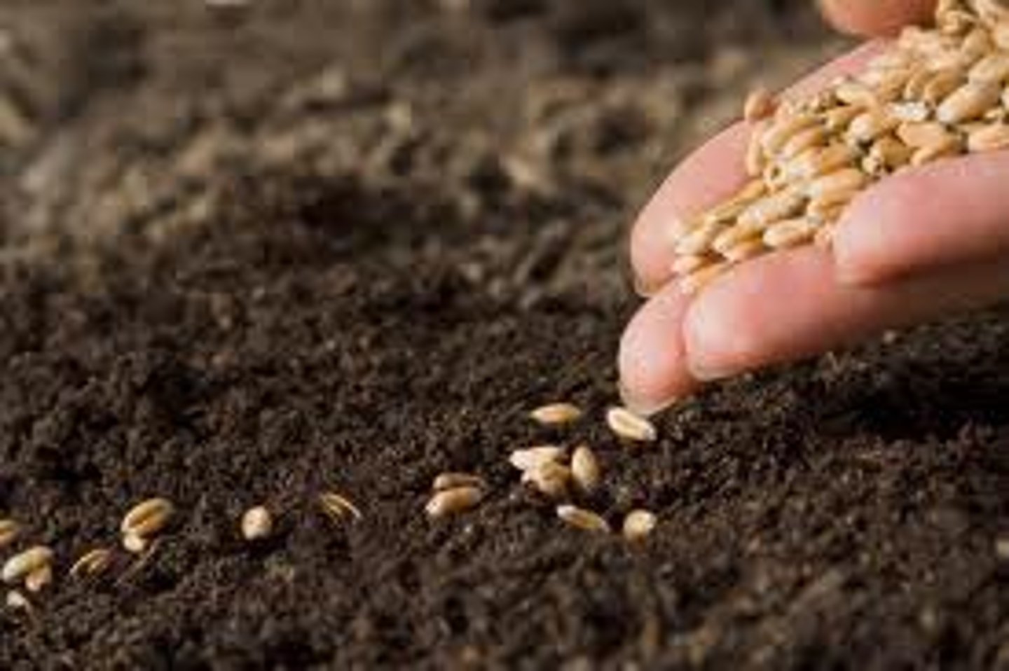 <p>To sow</p>