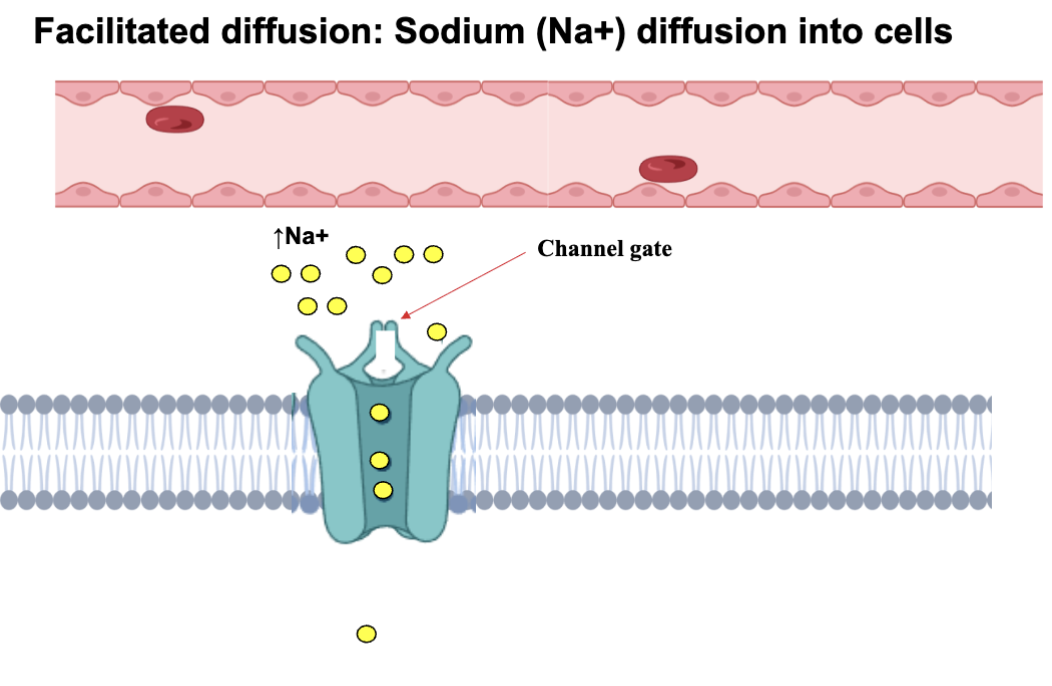 <ul><li><p>they are gated meaning the the neurotransmitter must bind to a receptor.</p></li></ul><p></p>