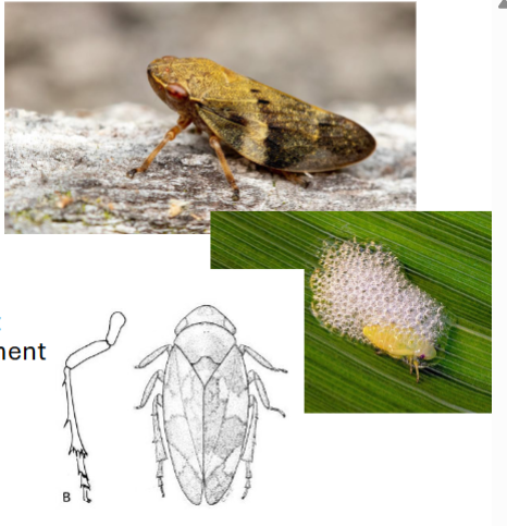 <p>Name the family</p>