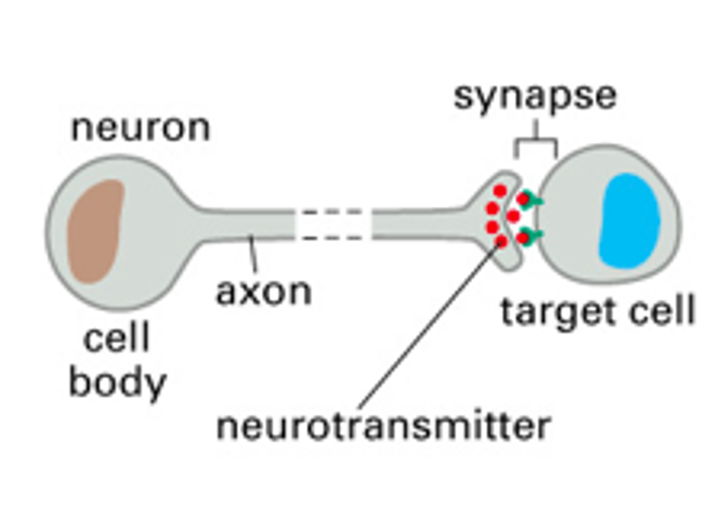 <p>synapses released</p>