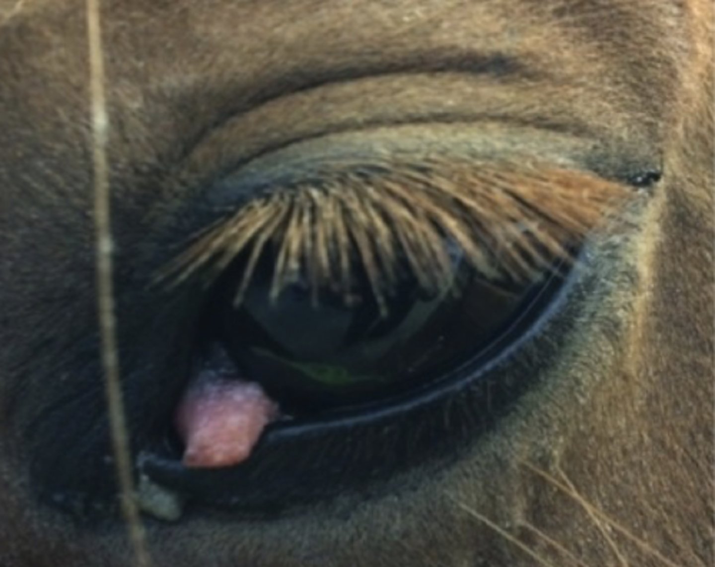 <p>Hvordan bør denne hest behandles?</p><p>- Afventende (ingen behandling påkrævet)</p><p>- Kirurgisk rejektion af det 3. øjenlåg</p><p>- Enucleation af øjet</p><p>- Topikal behandling i øjet med serum, atropin, antibiotika og NSAID</p>