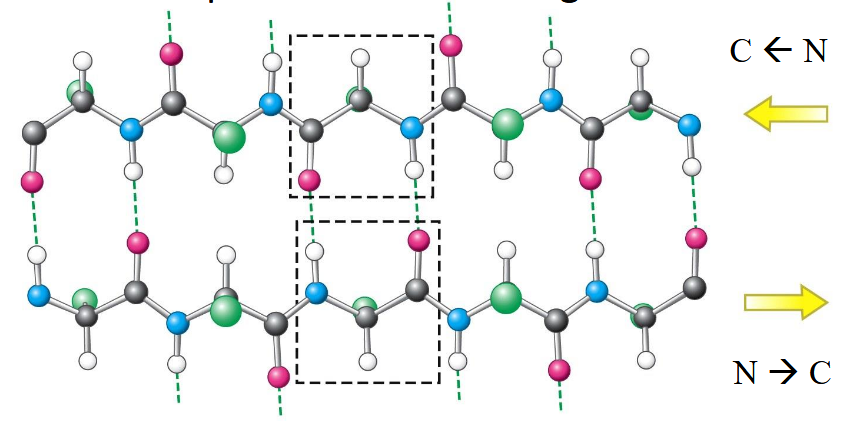 <p>hydrogen bonds; pleated so atoms can connect; connected by short turns or loops</p>